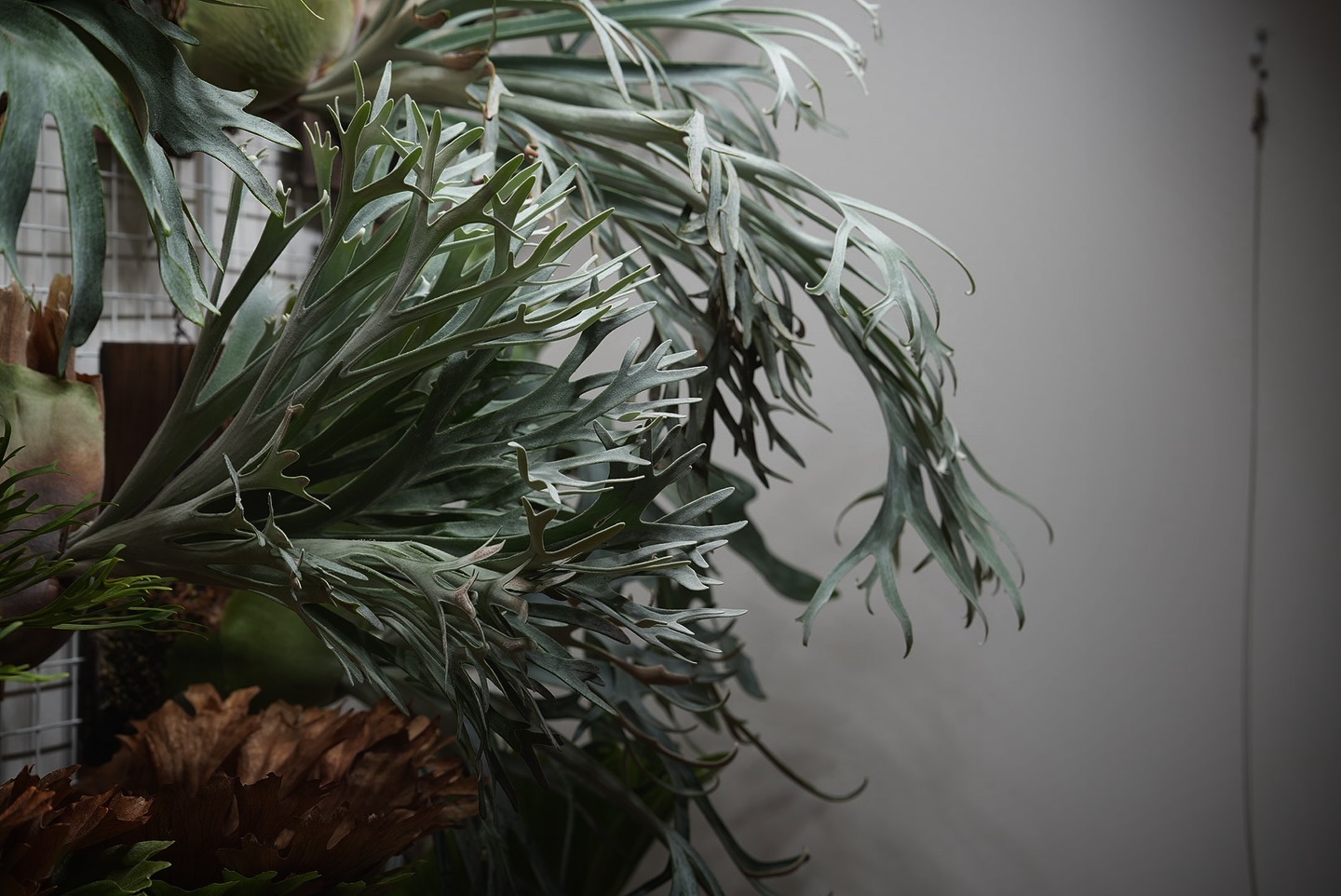 P.Elsa from @vandaka_plants エルサというかブォーって感じ。 2024.4