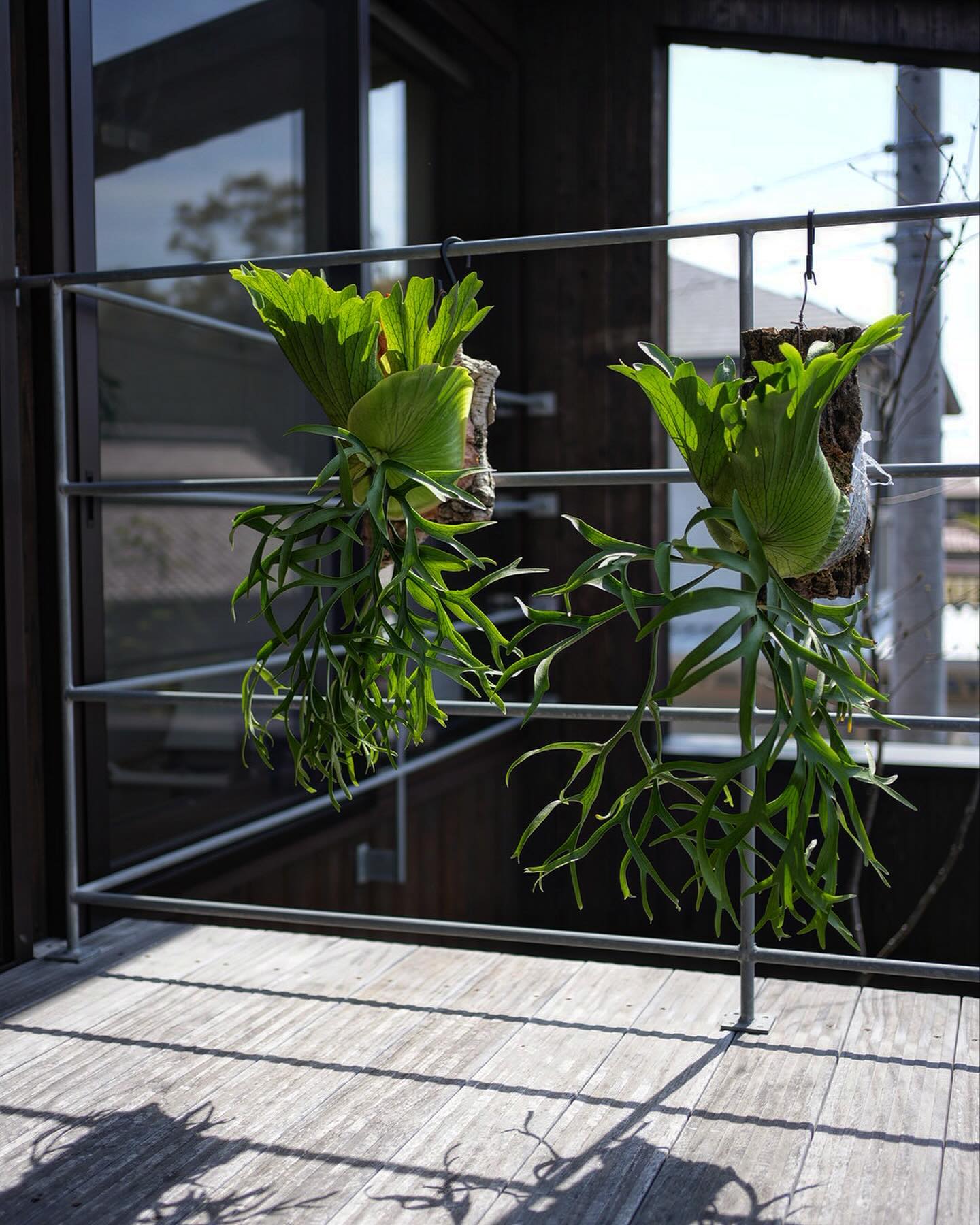 P.coronarium waiwai from @vandaka_plants P.coronar