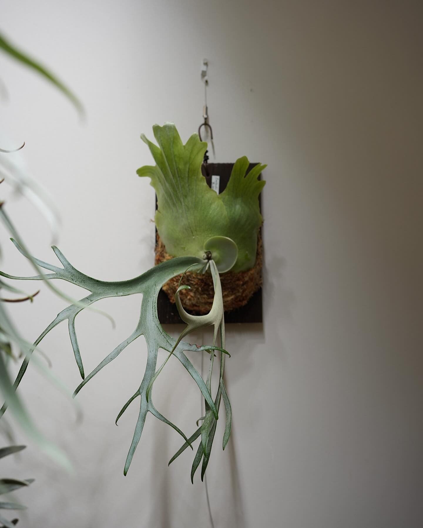 P.willinckii scissor hands from @katsu_hibino かなりマ