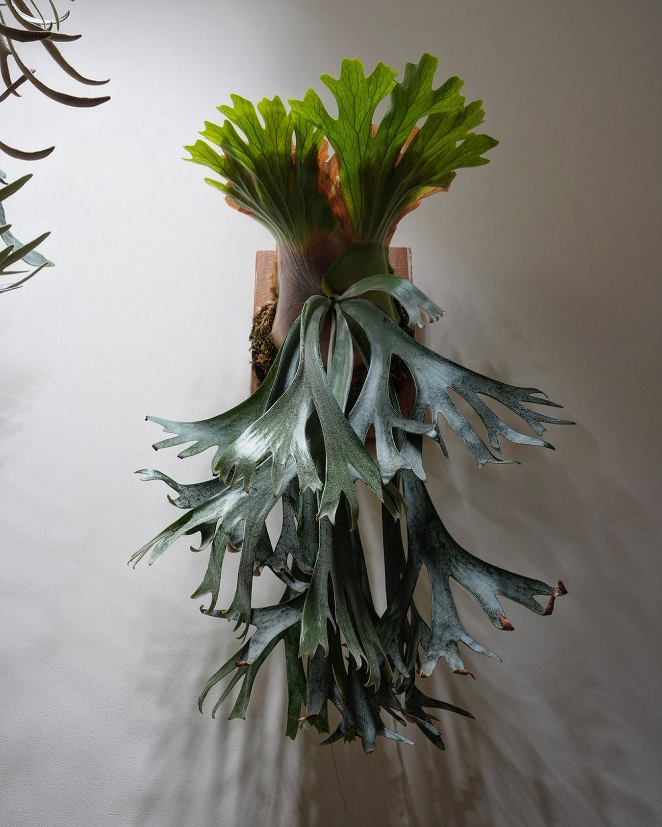 P willinckii scofieldtatsuta spore from @botanique