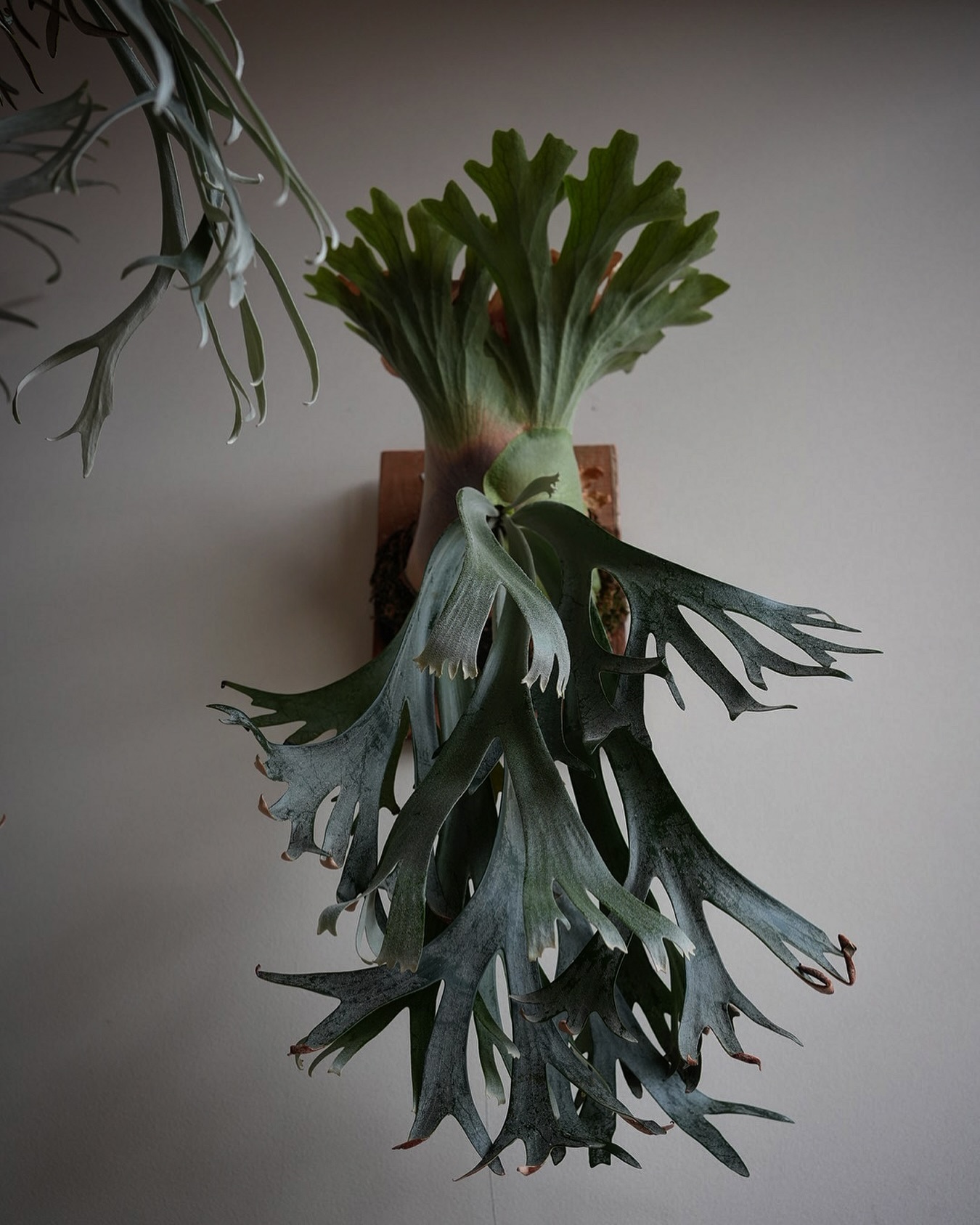 P willinckii scofieldtatsuta spore from @botanique