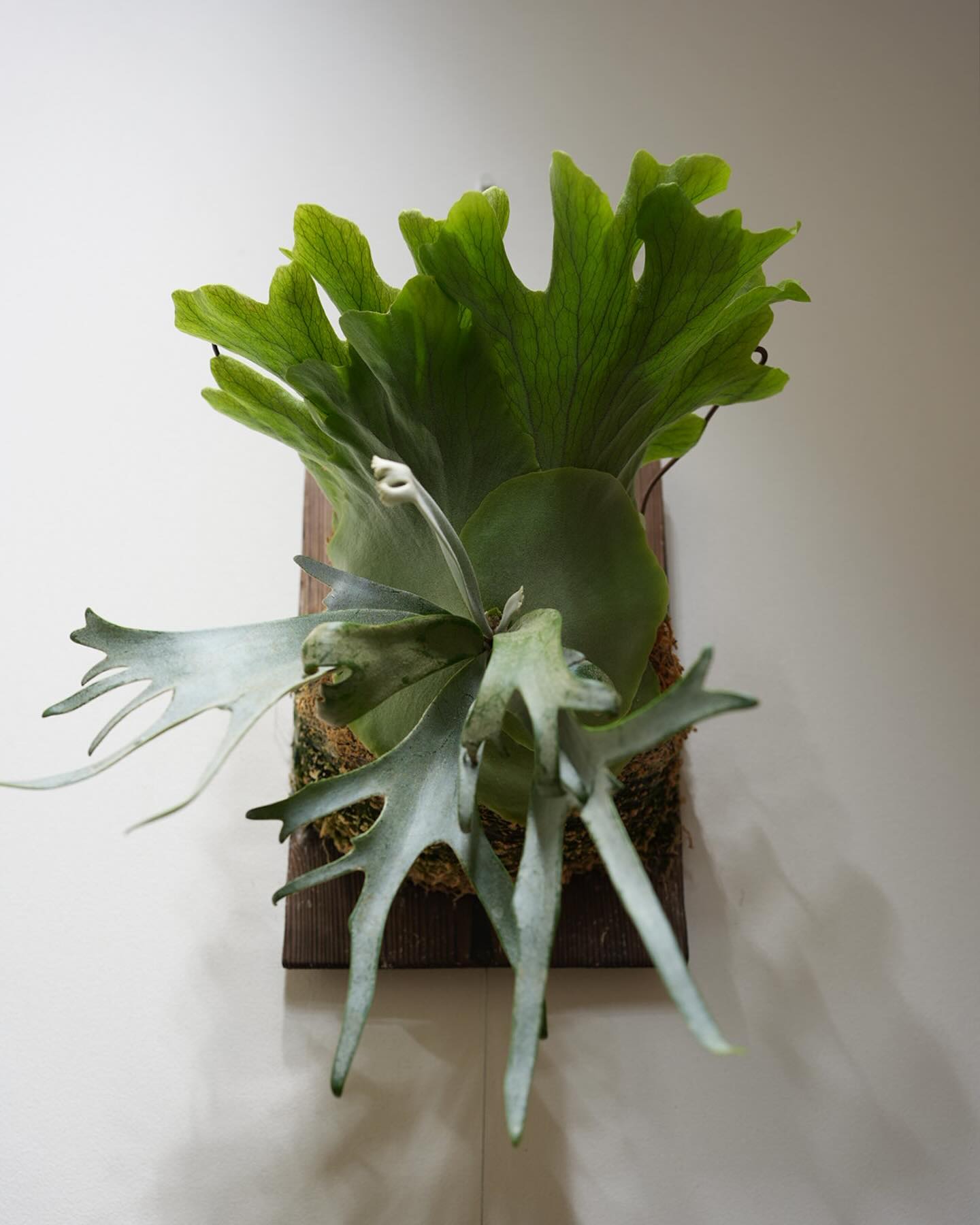 P.willinckii blue queen 丹精込めて育てておりやす。