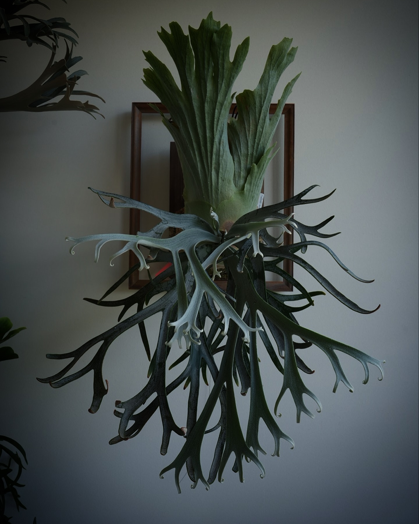 P.willinckii moonlight 針金を使った矯正完了。 久しぶりに撮ってて興奮したビカ