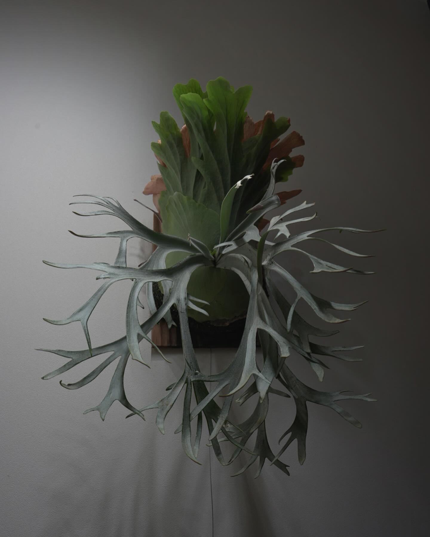 P.willinckii ‘yellow moon’