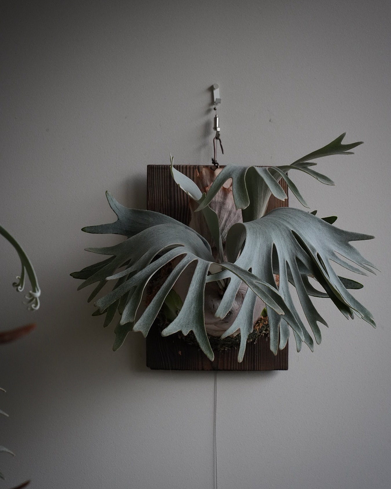 P.White gizmo 確かにトランクスの前髪だ