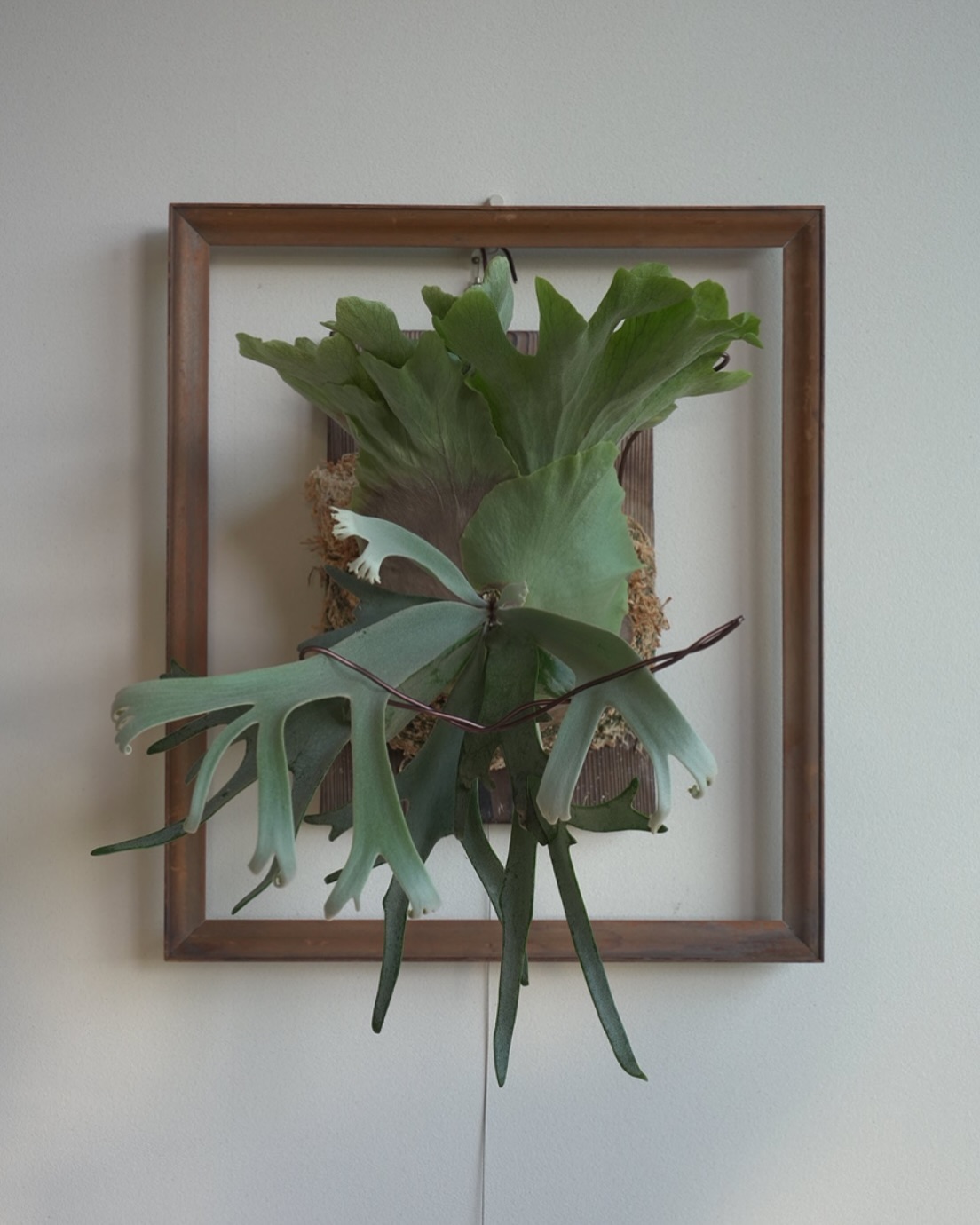 P.willinckii blue queen 次期ピロピロちゃん最有力候補です。