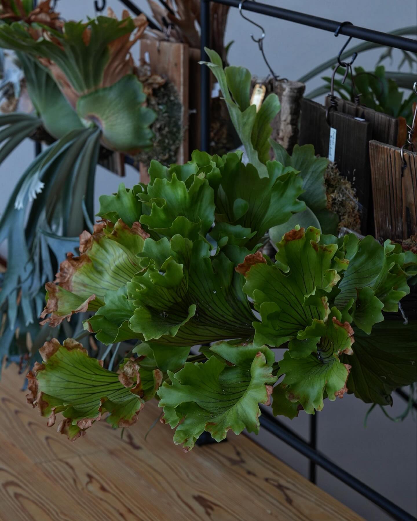 Platycerium ridleyi monkey king 存在感がありまくり
