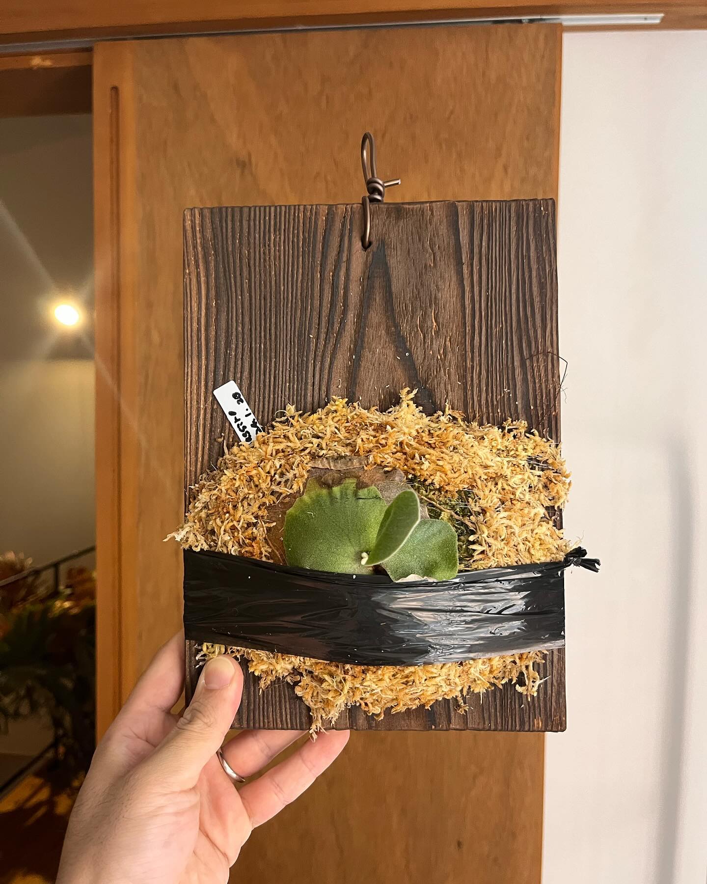 P.massiro 先日のイベントにて@ponpowan 氏から良くなるから育ててみてと譲って頂いた