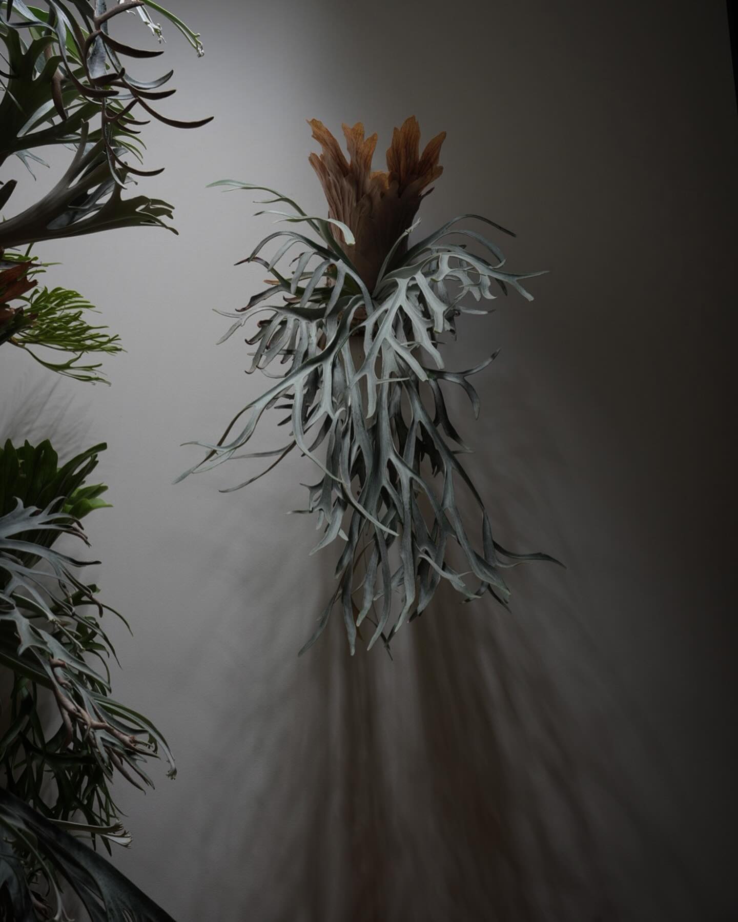 P.willinckii Moonlight PN