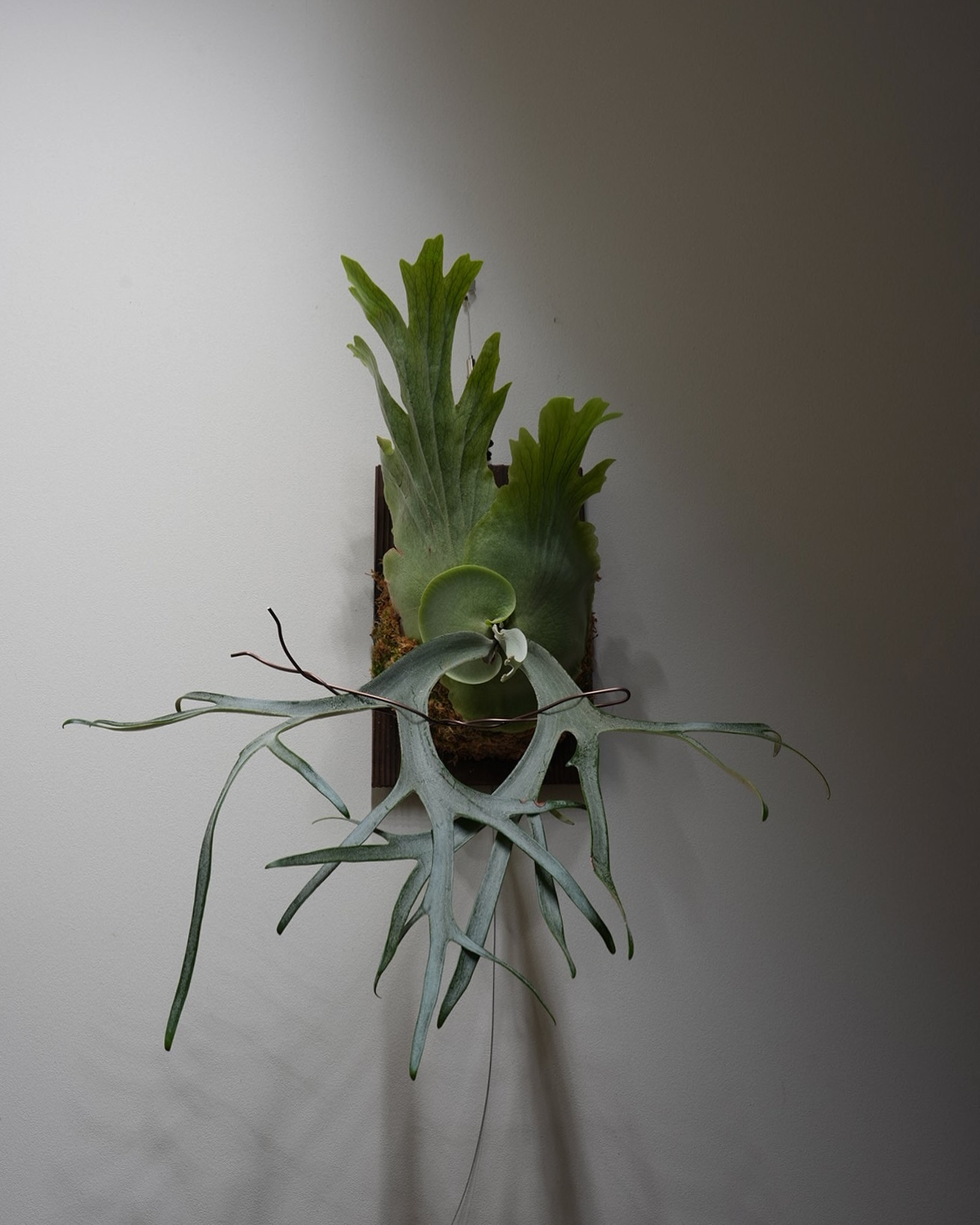 P.willinckii scissor hands from @katsu_hibino いいウィ