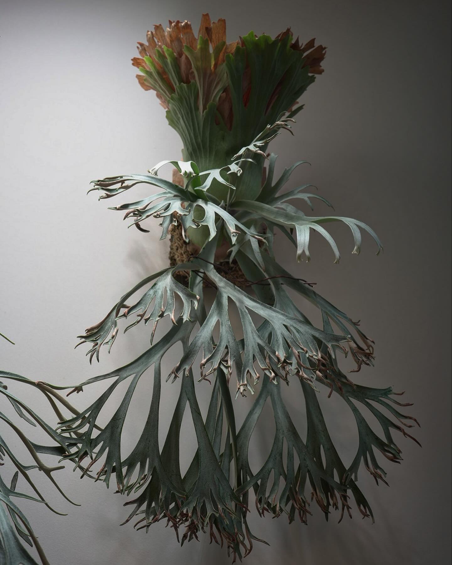 P.willinckii 月光爪哇 from @comolebi_plants ウィリンキーはデカく