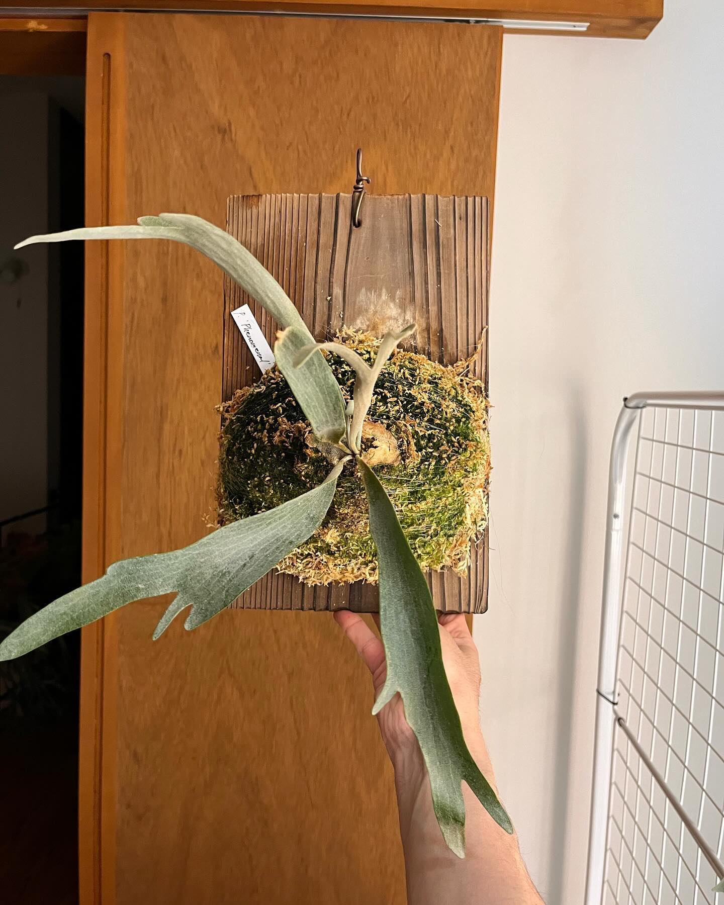 P.Phenomenal from @katsu_hibino 根が板に到達したため苔増し。 マグァ