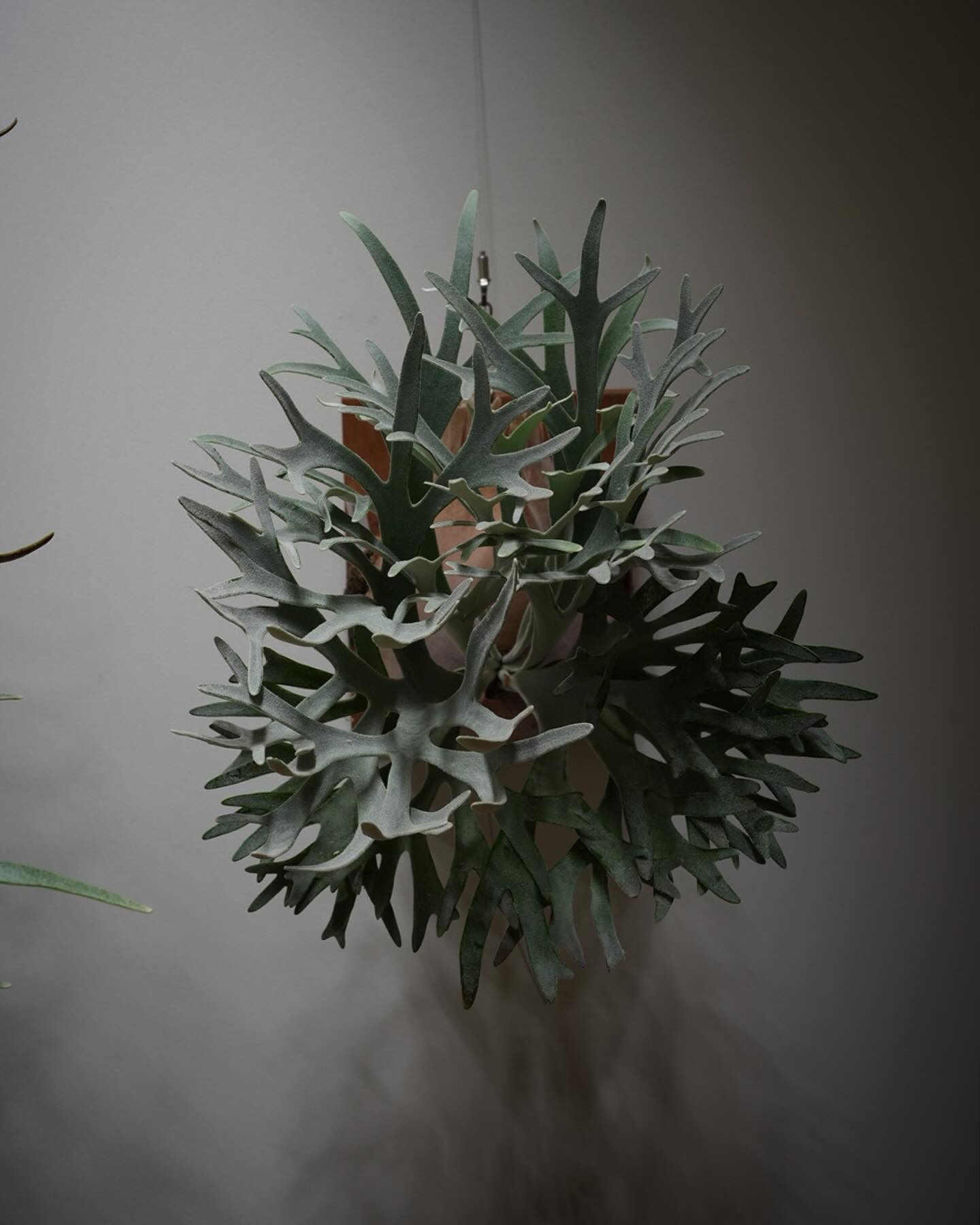 P.Elsa from @vandaka_plants 見方によってはドワーフっぽい