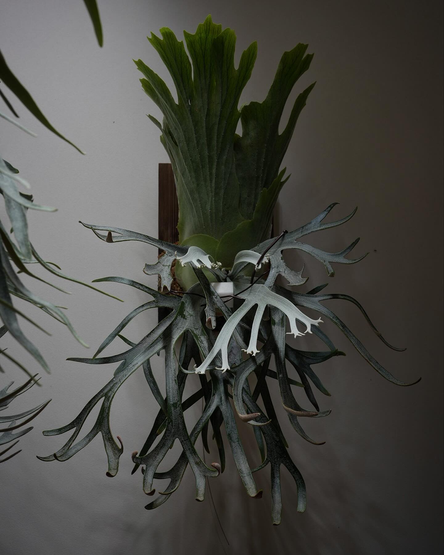 P.willinckii moonlight カトキハジメがウィリンキーのデザインを監修したらこんな