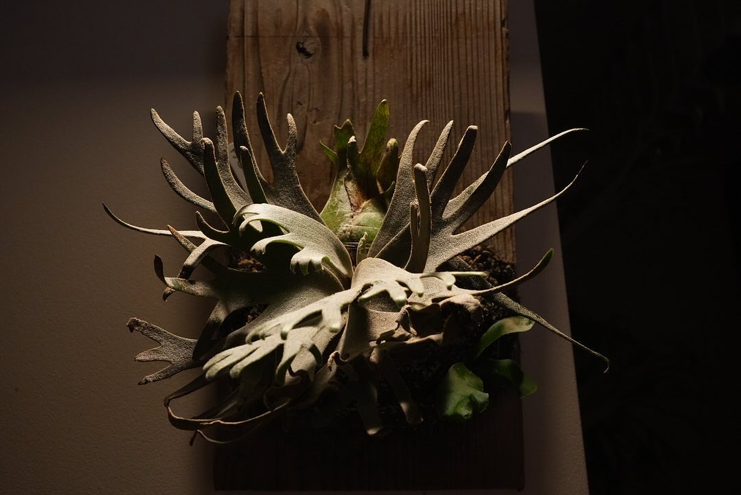 P.willinckii jade girl sporeling #6