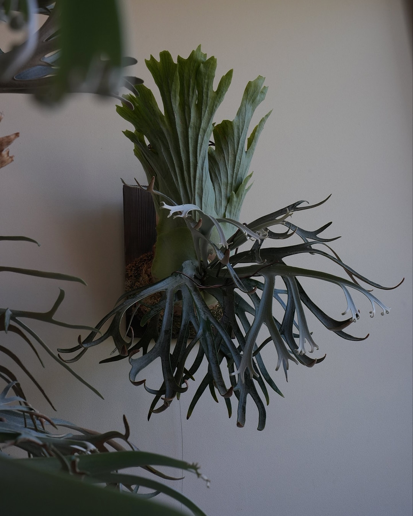 P.willinckii moonlight 1枚目20240525 板の横幅23㎝ 2枚目2022