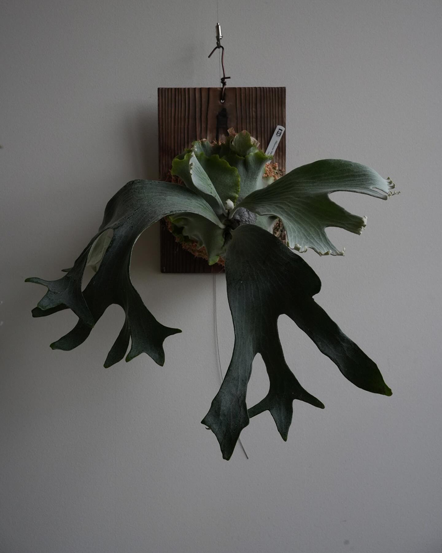 P.Ginka from @botanyvalley ビカクってなんかたくさんあるけど、銀華はやっぱ