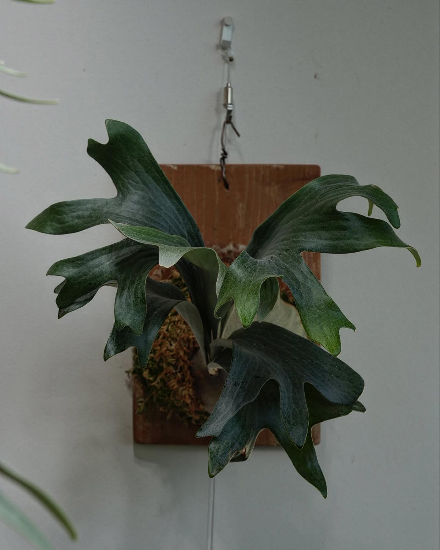 P.hillii has この株はその昔、三重糜会の会長であられる @zutto_kin 氏よりもた