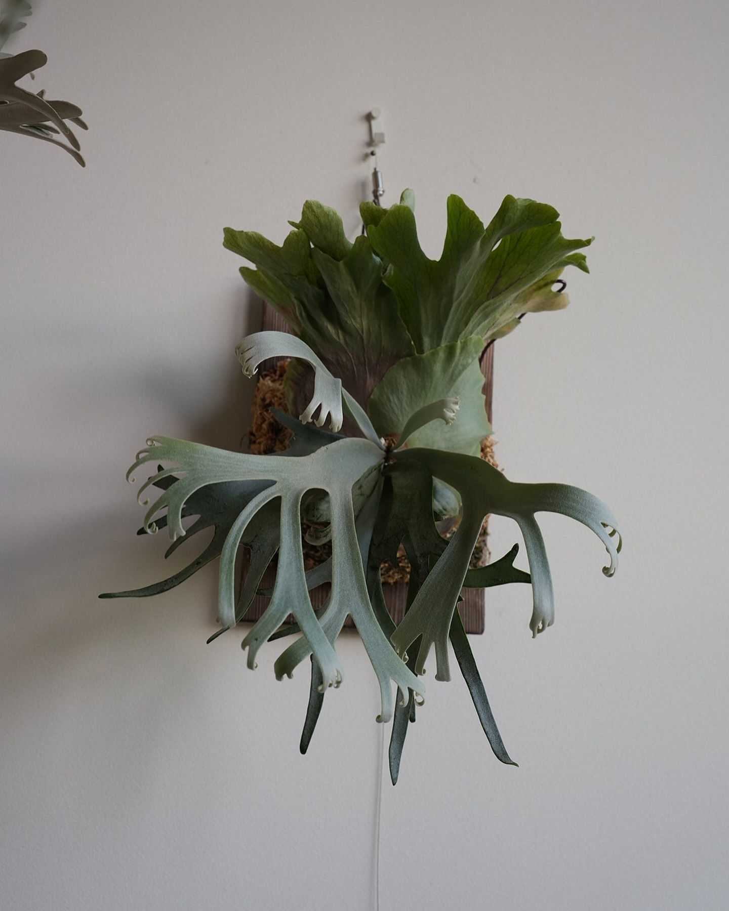 P.willinckii blue queen 個人的には、あくまで個人的にはですが左右対称はもとよ