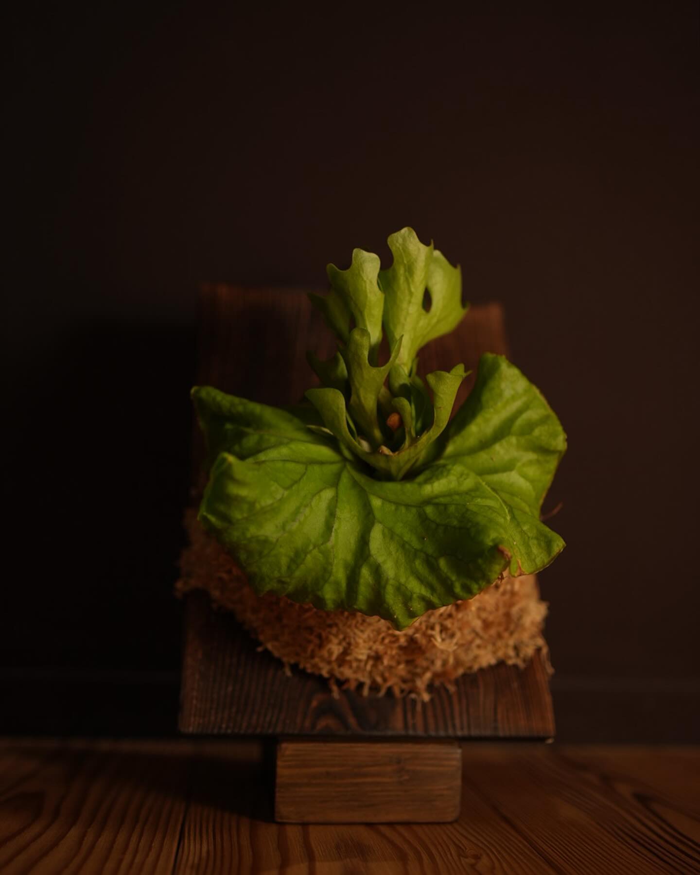 P.ridleyi dwarf とても良いです。 もう一つのリドドワは枯れました。