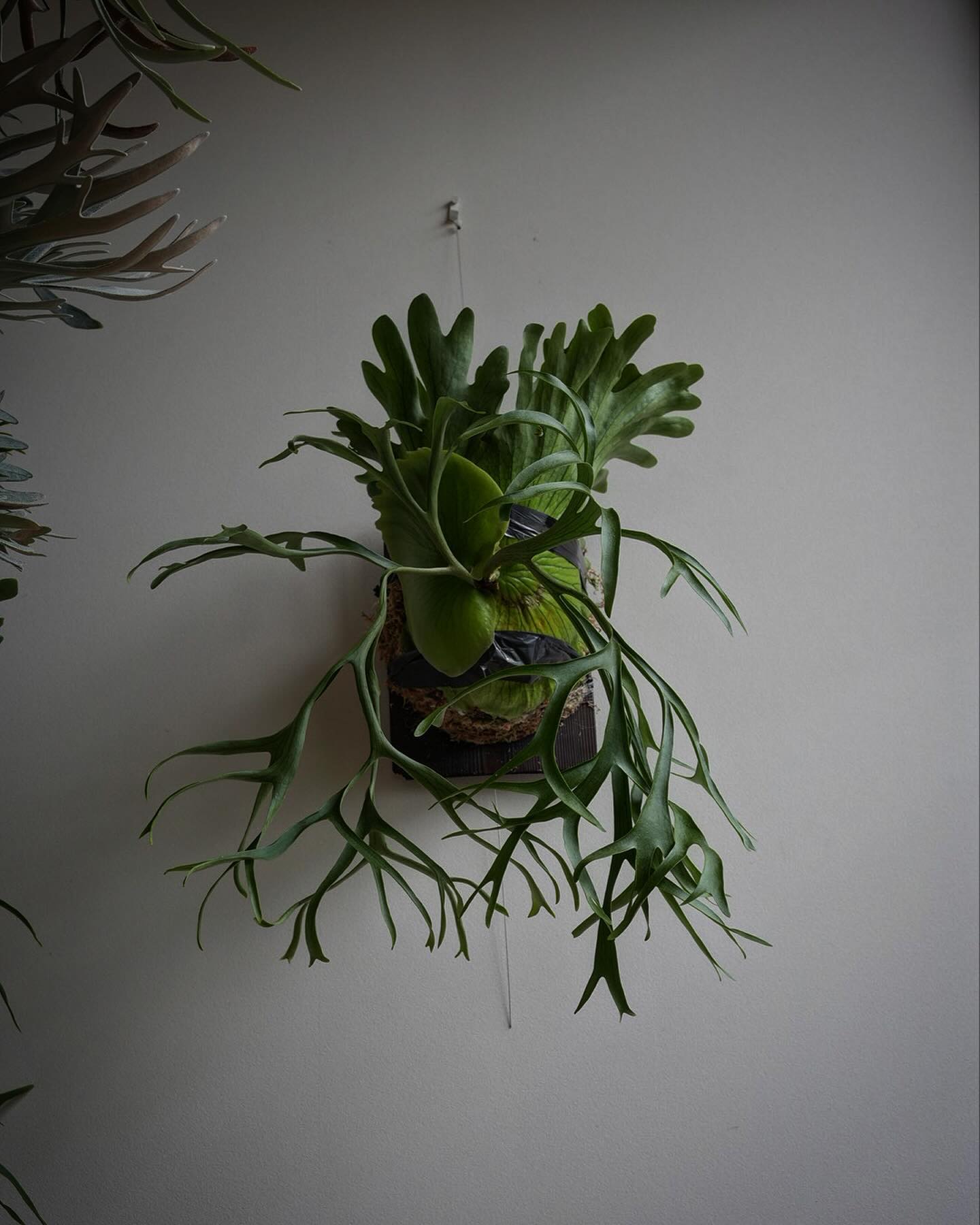 P.coronarium from @katsu_hibino コルクから板に付け替え。 付け替えの