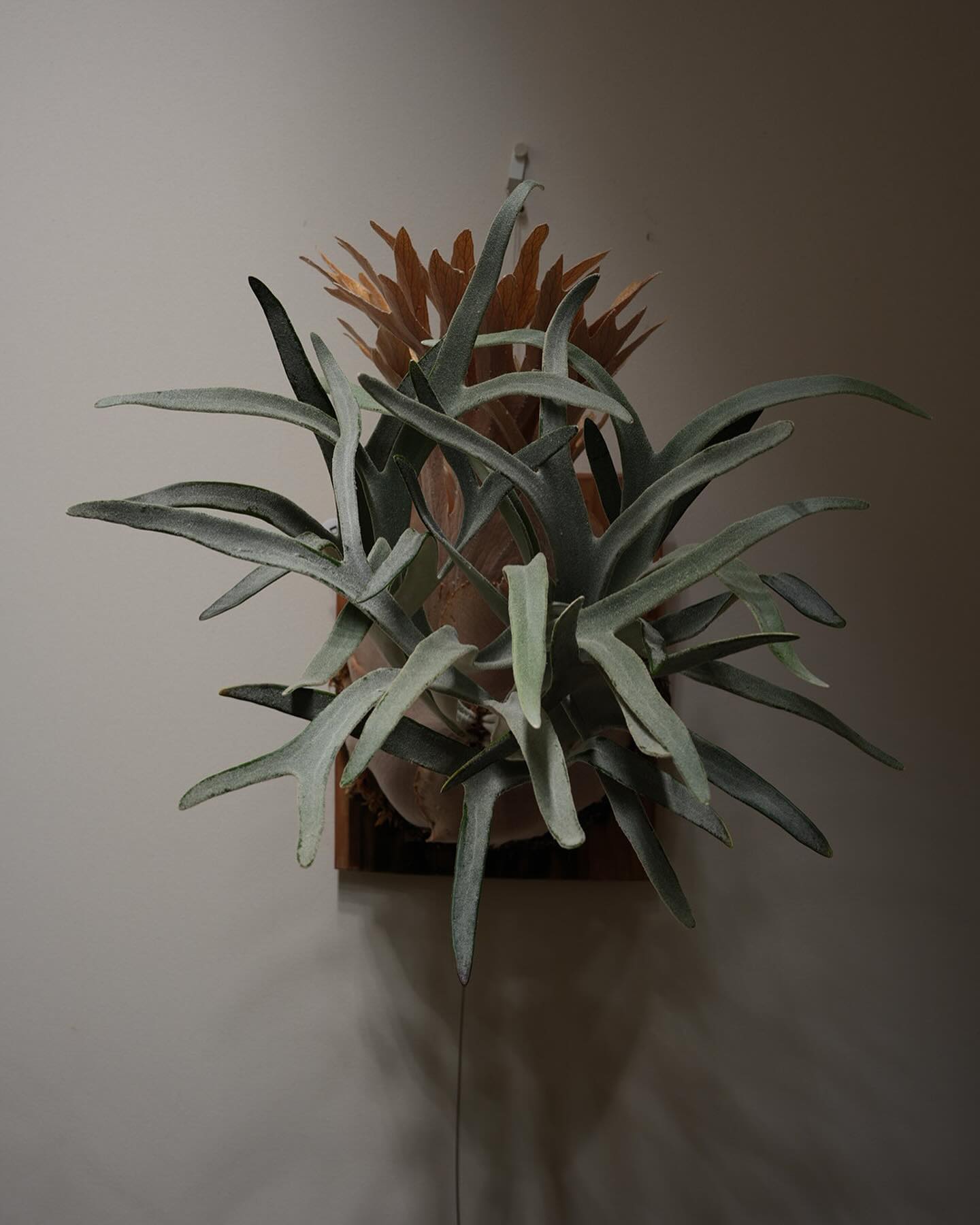 P.veitchii "King Fisher” from @botanyvalley 左右対称だな