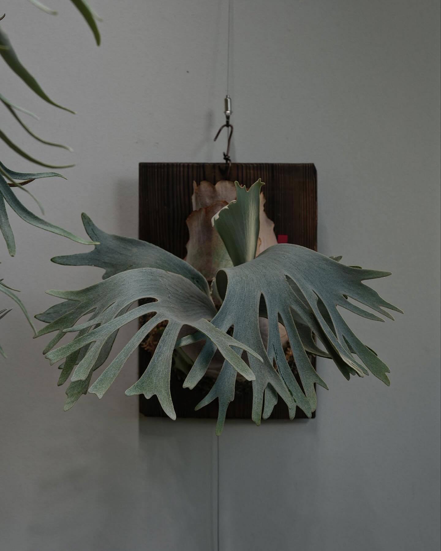 P.White gizmo なかなかよいです。