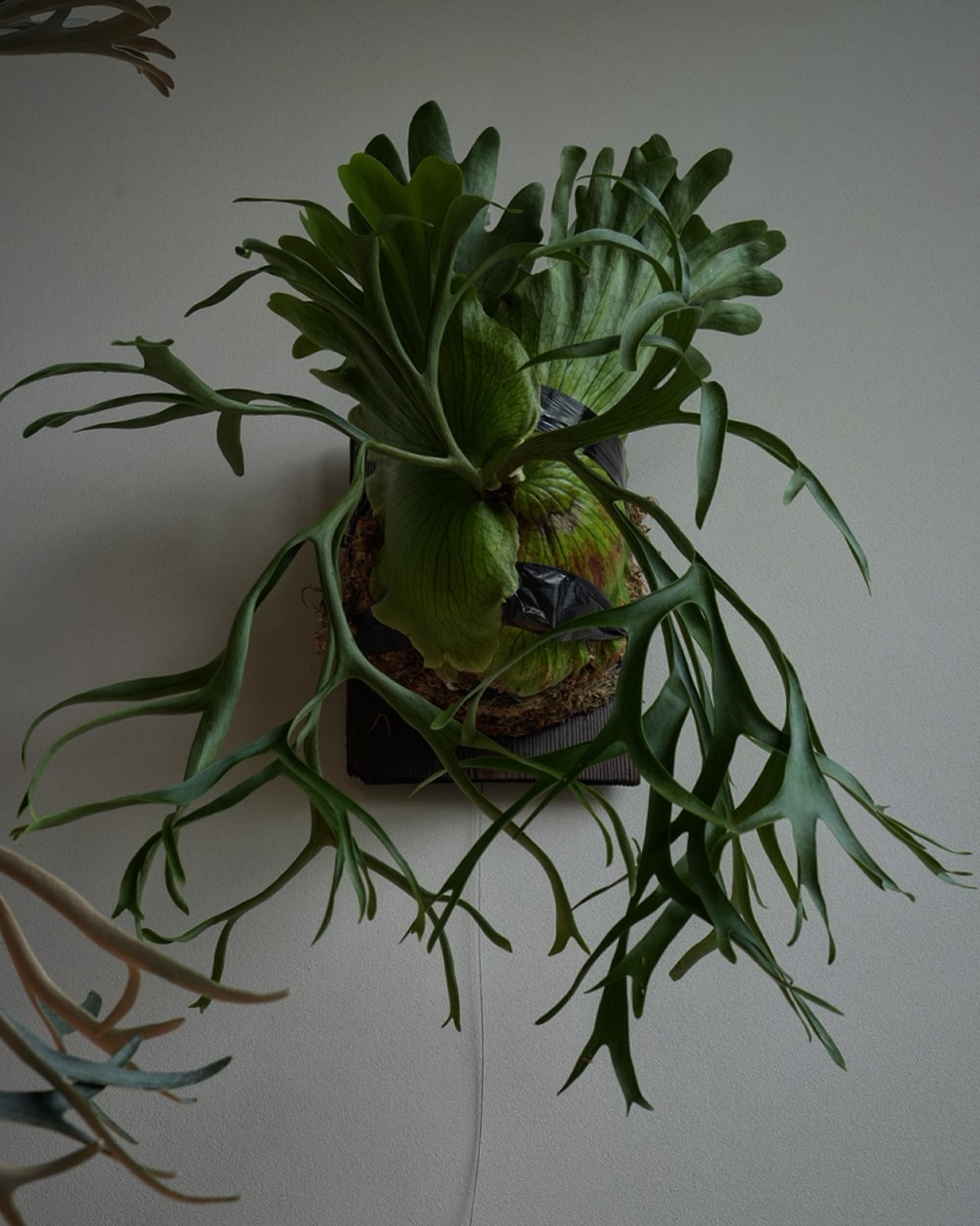 P.coronarium from @katsu_hibino コロナリウムはいいぞ〜