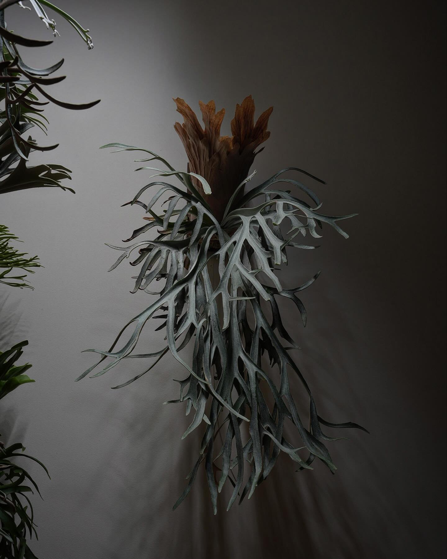 弱い光で育てたムーンライト