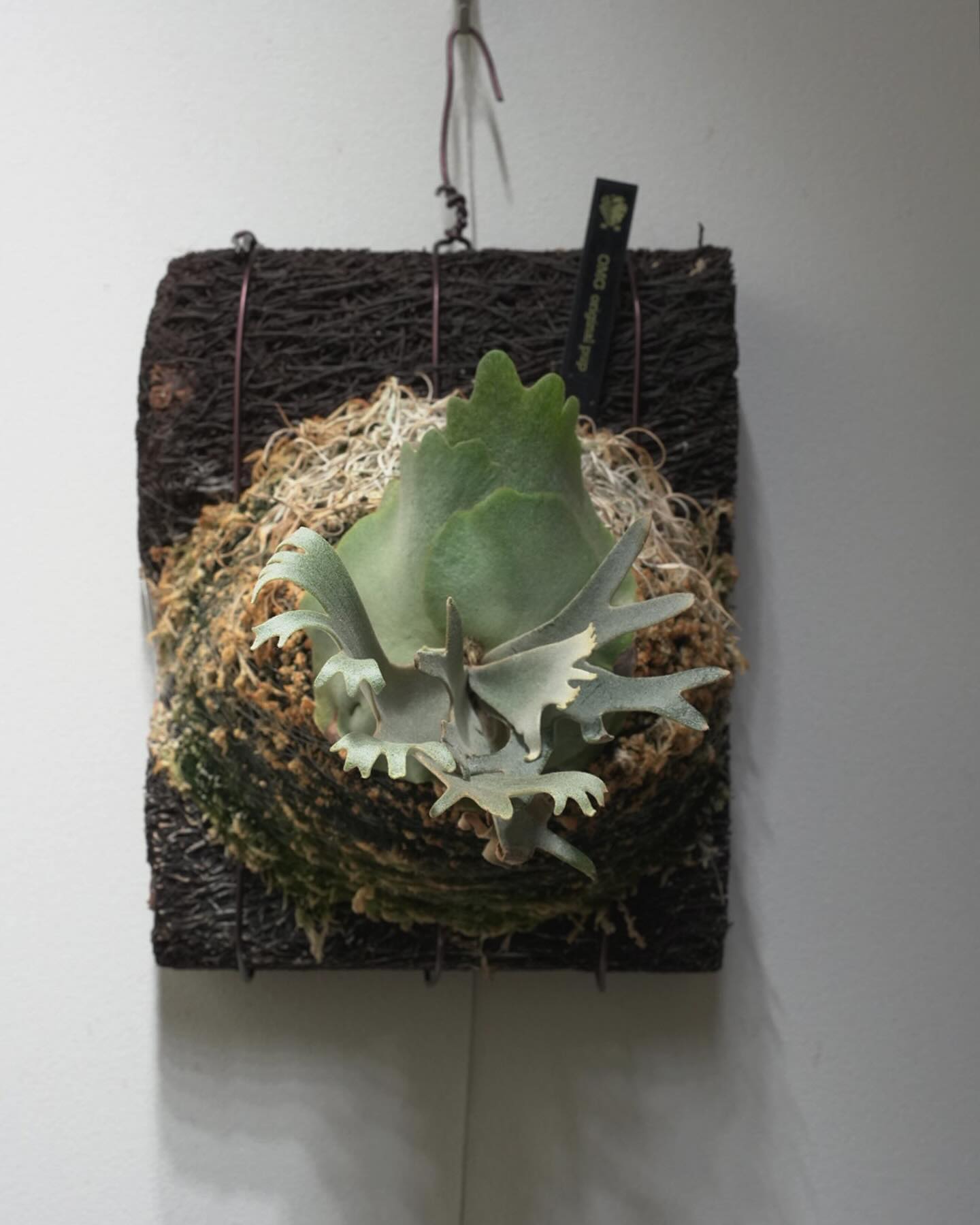 Platycerium willinckii OMG 大きいのもいいけどちっちゃいのもいい。 そして