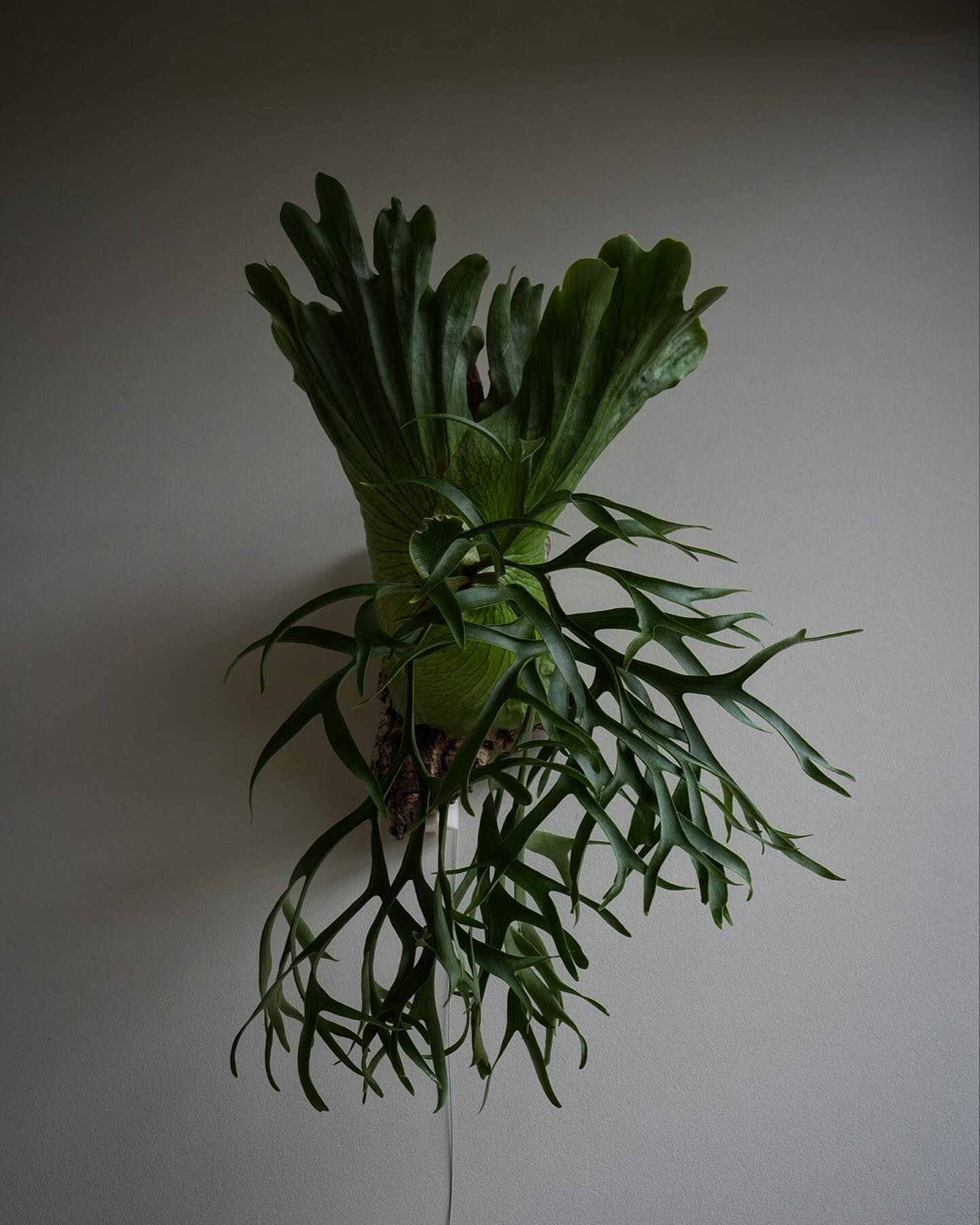 P.coronarium waiwai from @vandaka_plants 男の人ってこういう