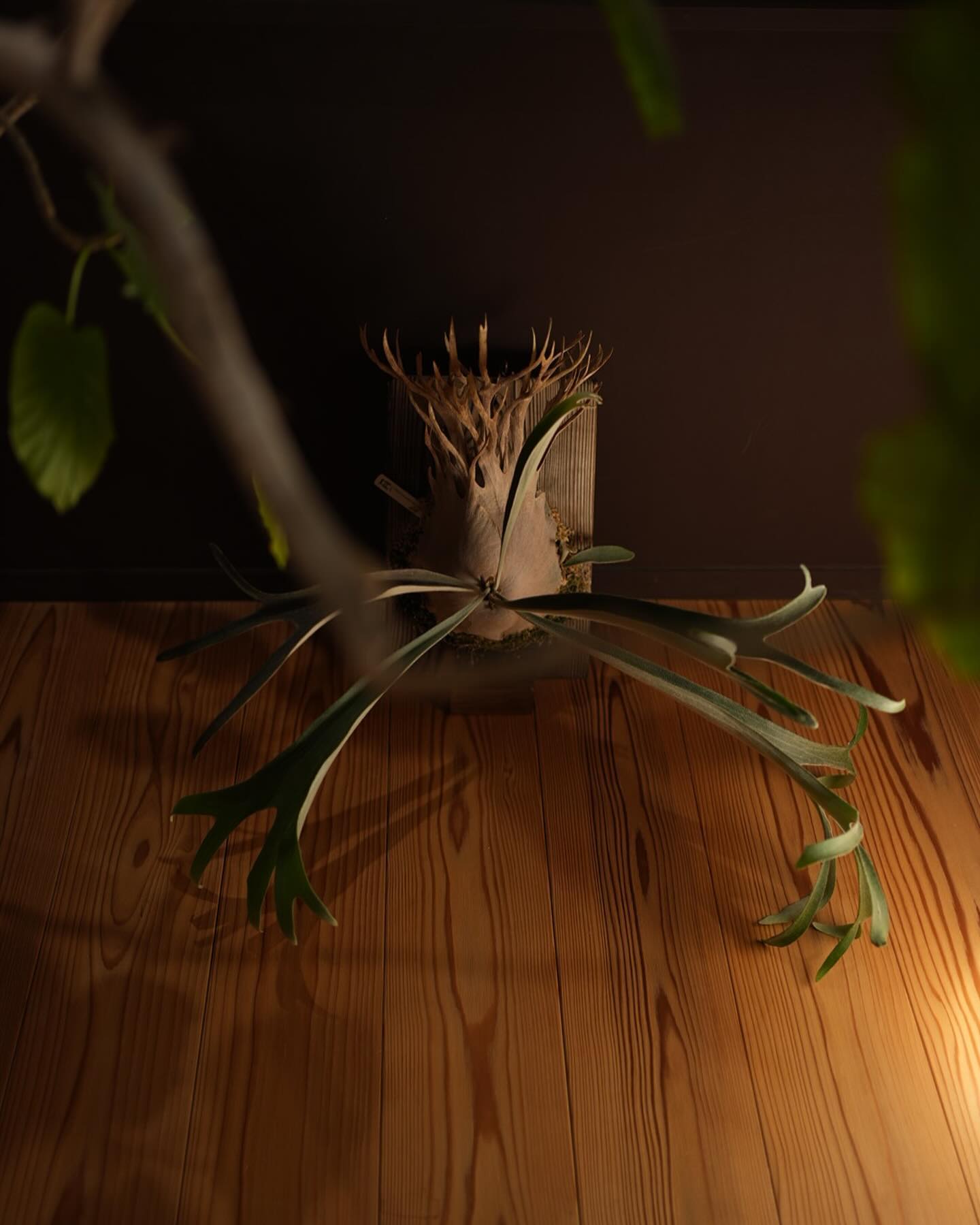 P.veitchii auburn river胞子培養＃3 貯水葉ぴろぴろ