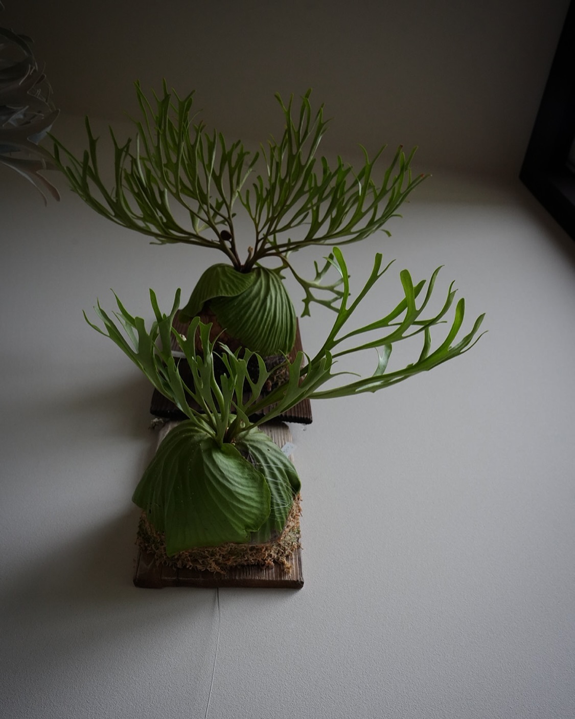 Platycerium ridleyi nano Platycerium ridleyi pakal