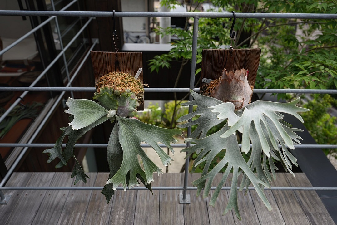 Right:P.white gizmo Left:P.ginka 全然違うよFSQ