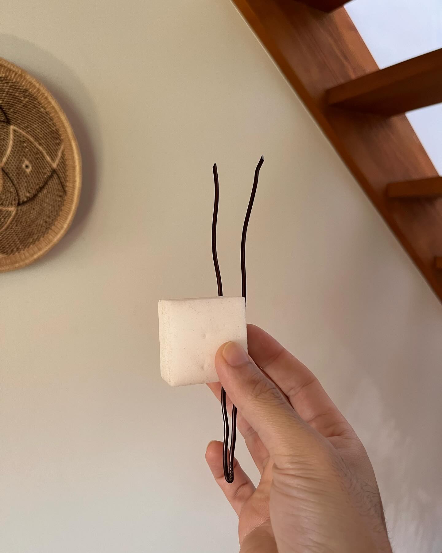 激落ち君と銅線を使った胞子葉の矯正。 ビカクの中には、ギャルピース？の逆のような形で胞子葉を内側に巻