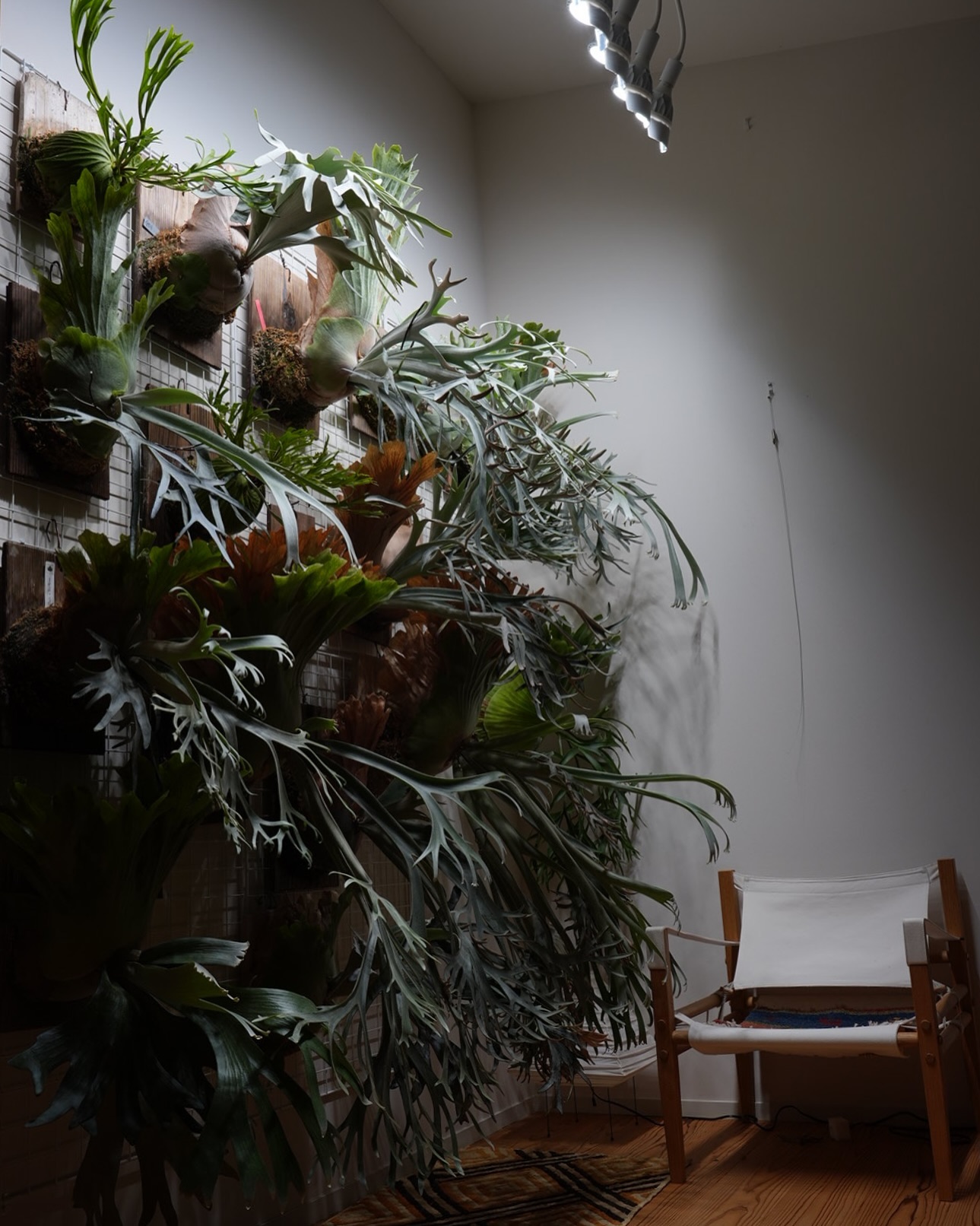 壁面に飾ったビカクシダ