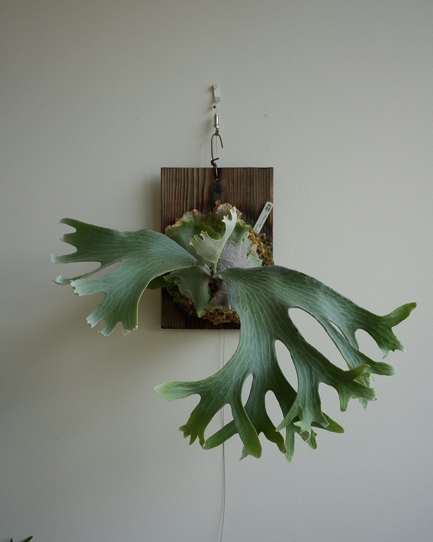 P.Ginka from @botanyvalley 1枚目20240608 2枚目20220927