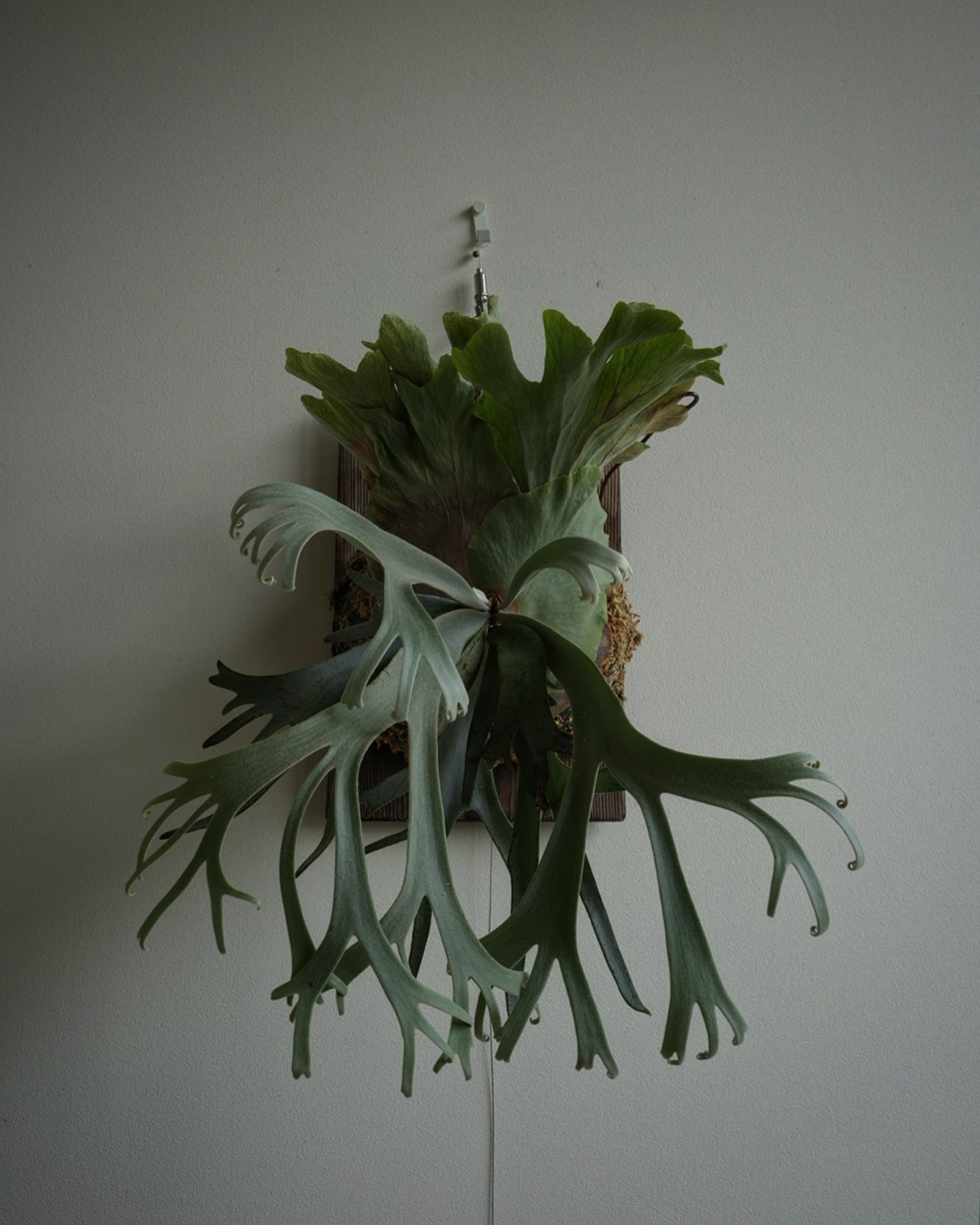 P.willinckii blue queen 1枚目20240607 2枚目20230707 ほん