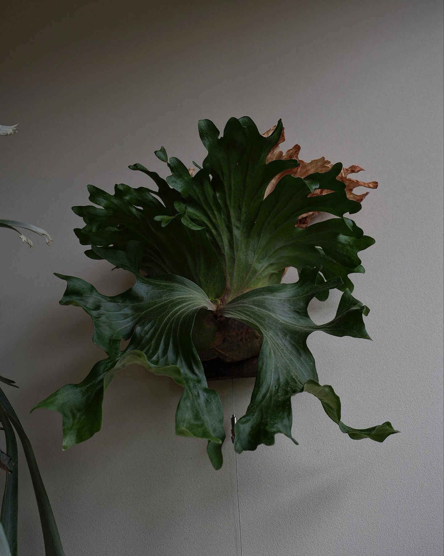 P.wallichii from @katsu_hibino 当たり前ですがチーワリも管理方法を変え