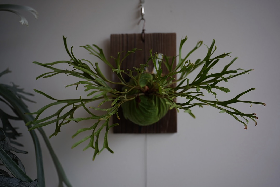 Platycerium ridleyi nano from @katsu_hibino よきよき。 