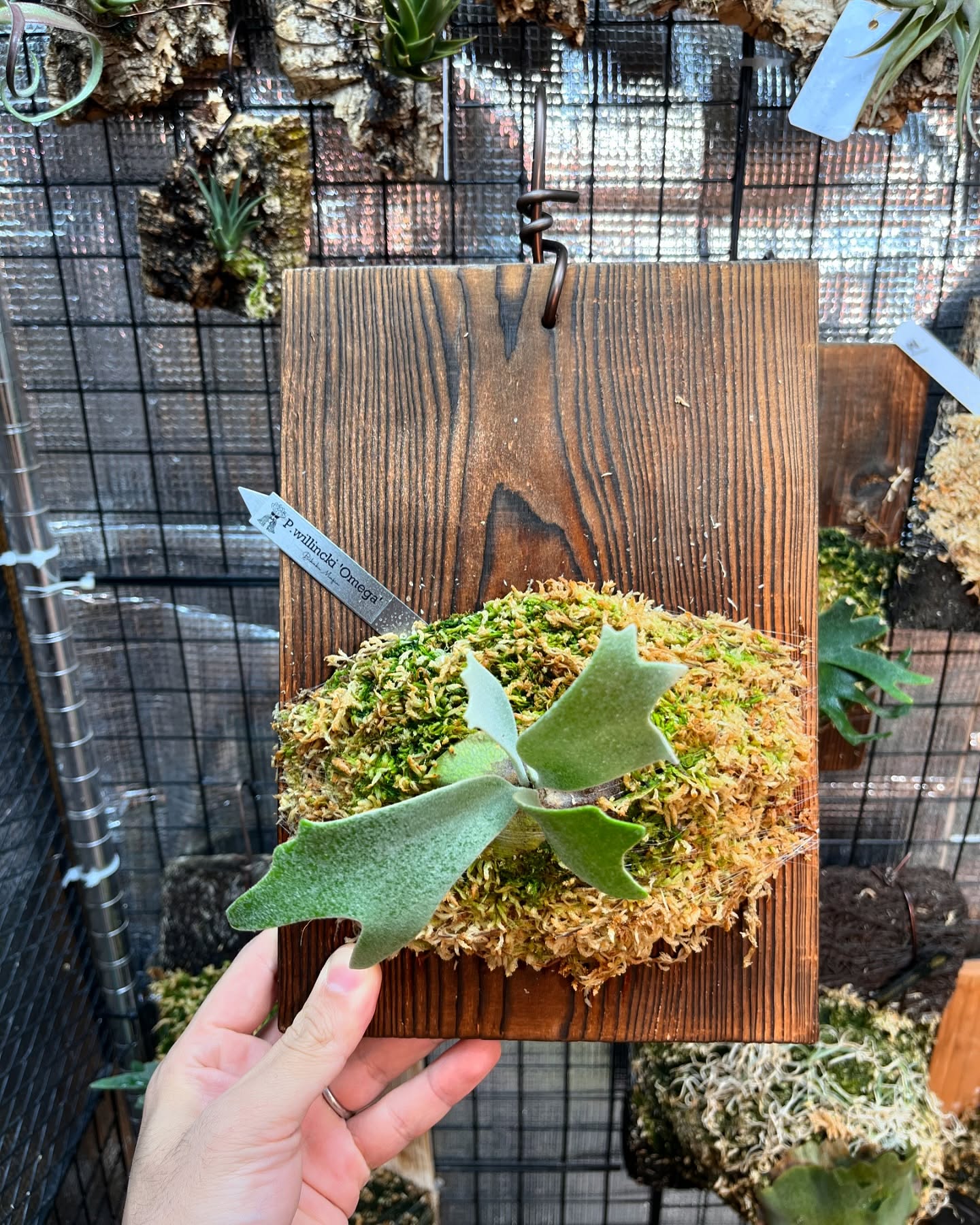 P.willinckii omega from @bikakumafia 我慢できず買っちゃいました