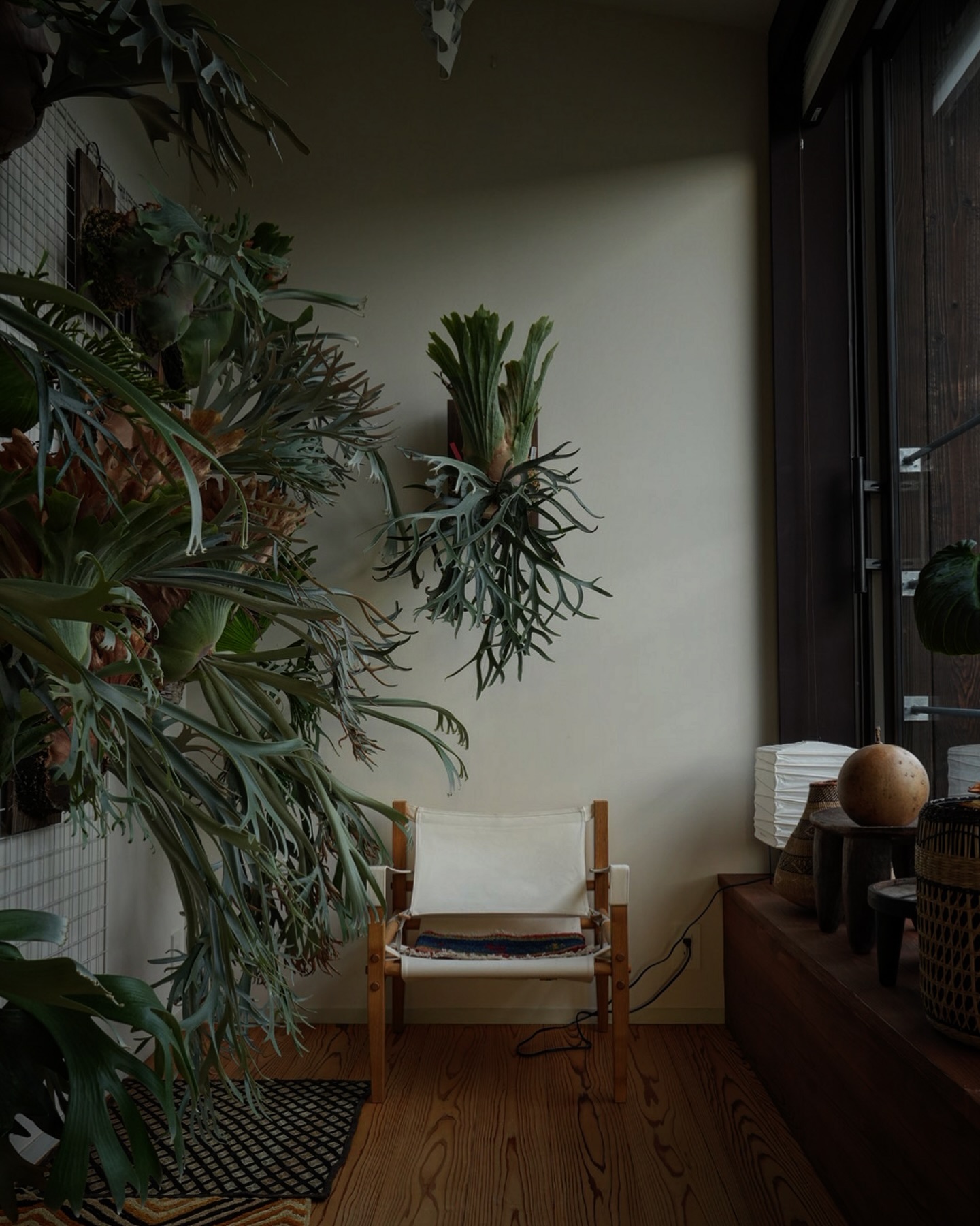 P.willinckii moonlight 現時点における私の最高傑作です。