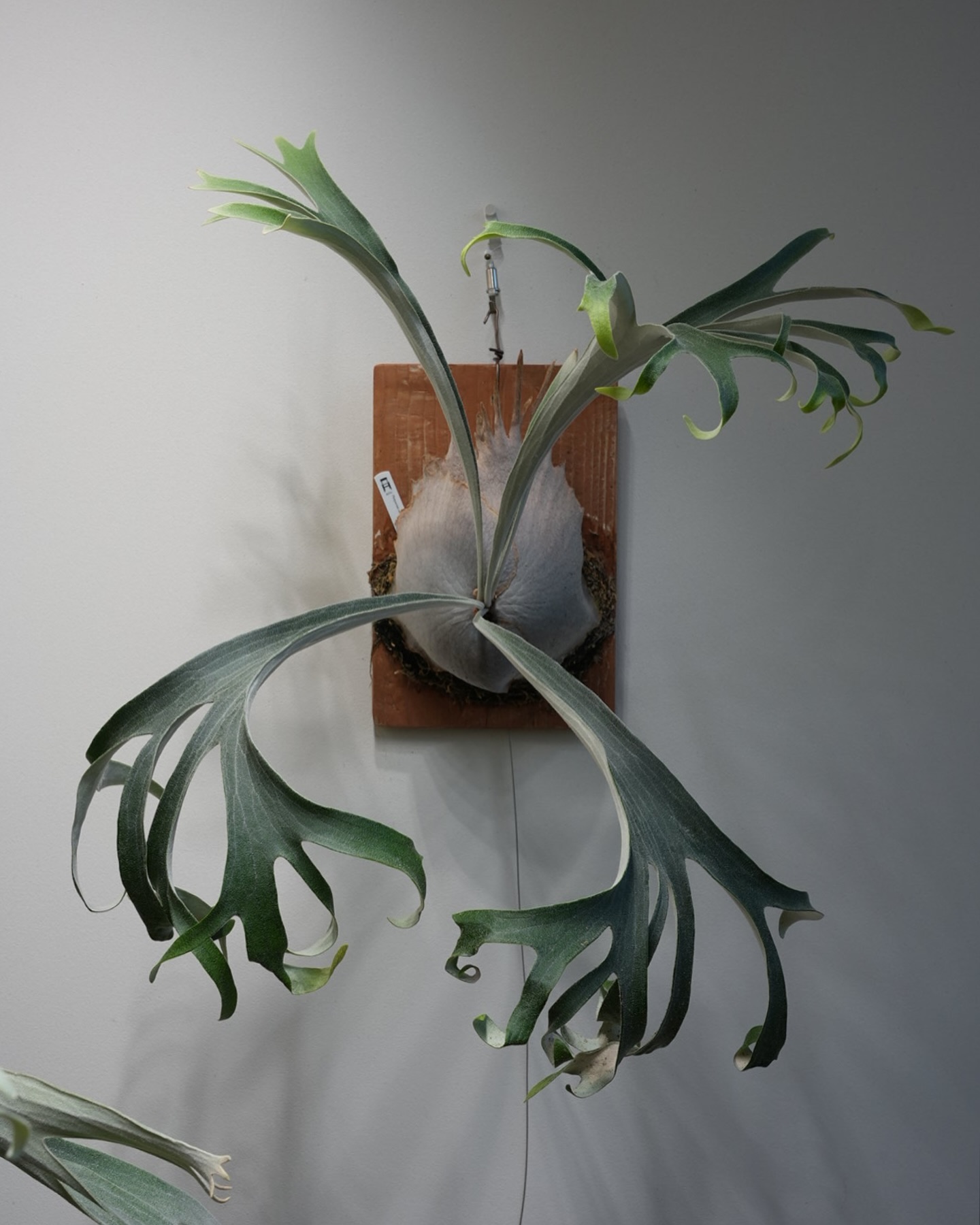 P.veitchii auburn river胞子培養＃1 自家製ARs 変なベイチーです。