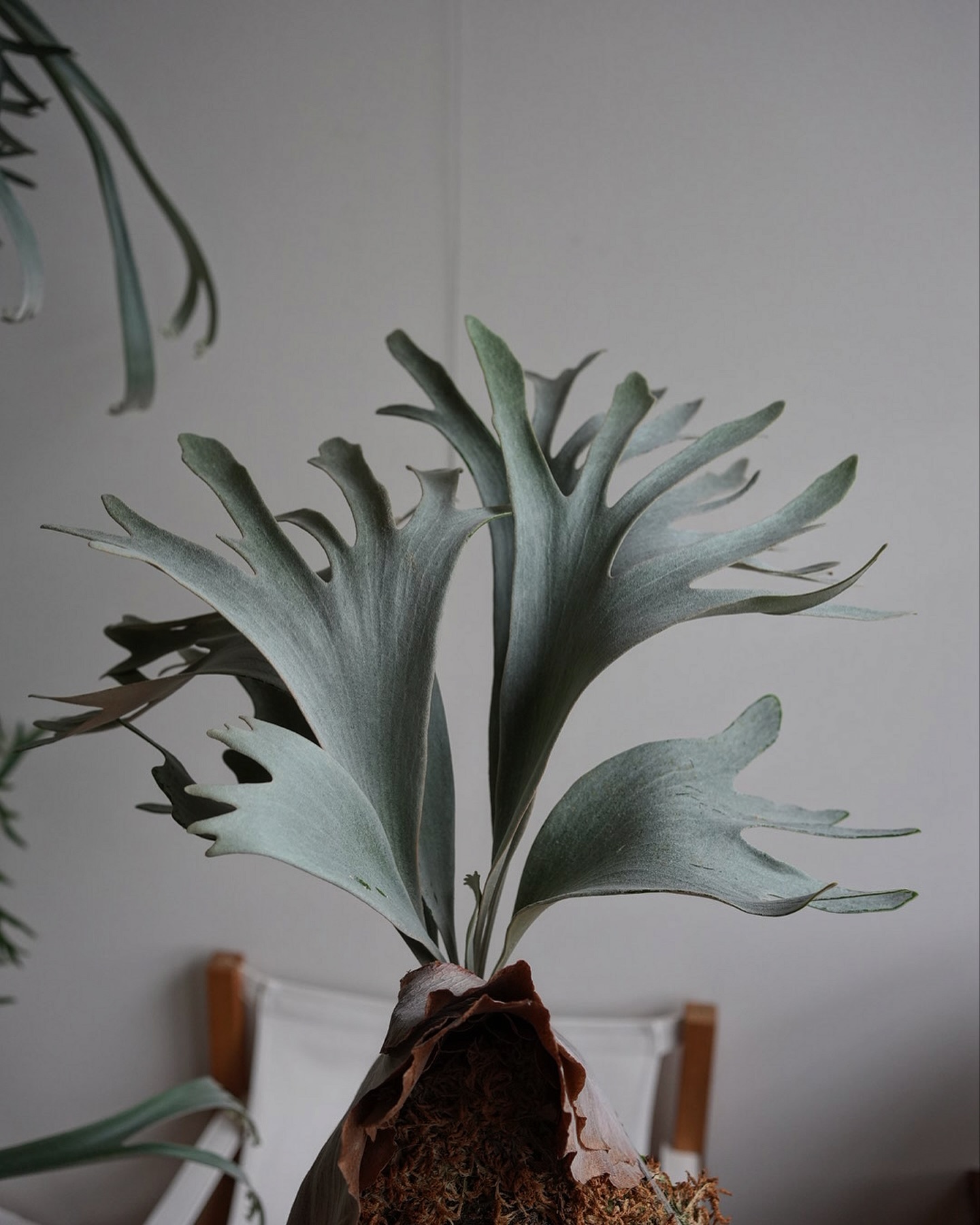 P.White gizmo これもなかなかいいビカクですな。