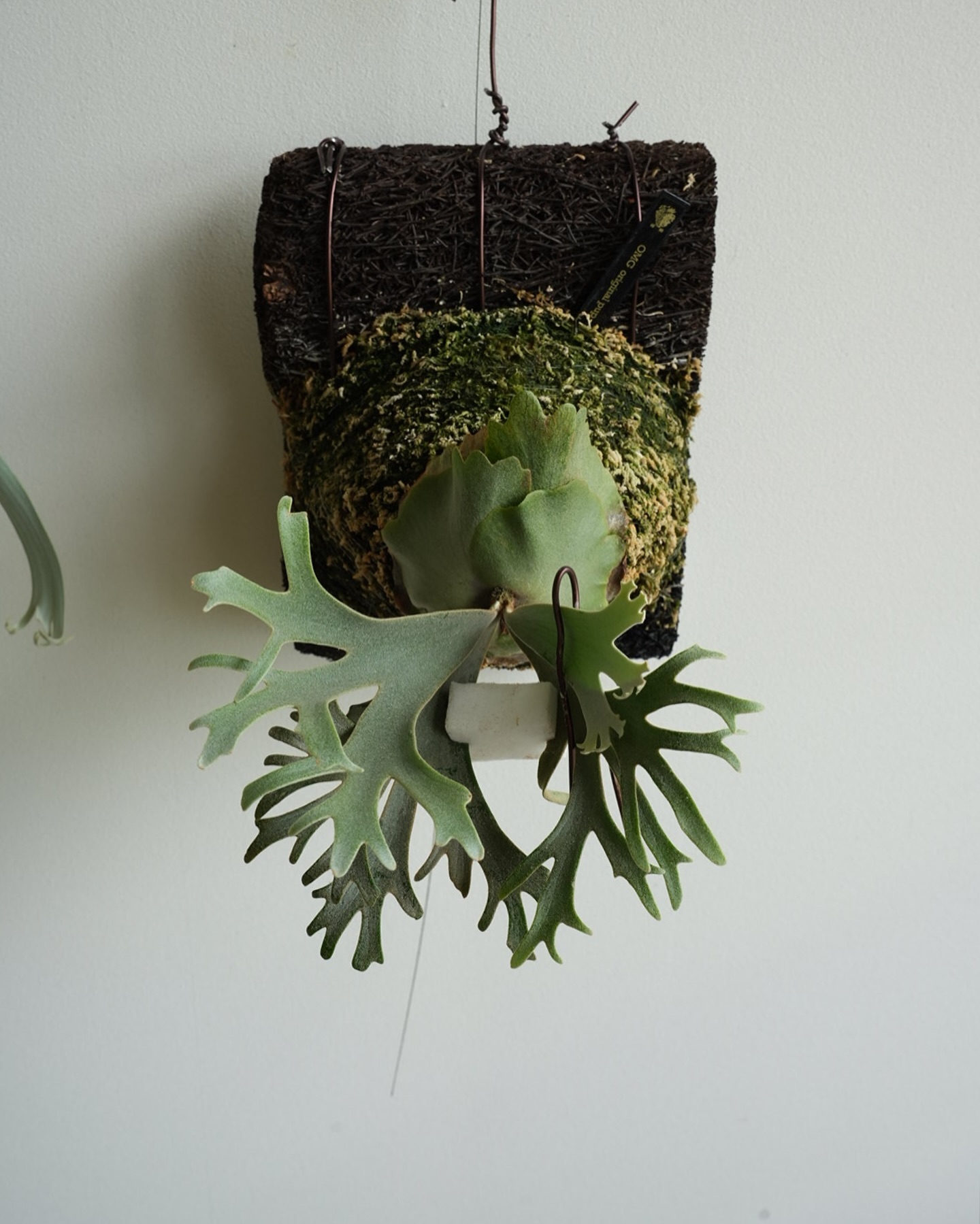 Platycerium willinckii OMG 良いですね。 他のドワーフも欲しくなる。 人の