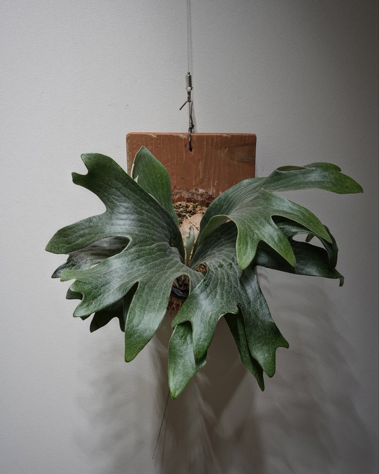 P.hillii has この株はその昔、三重糜会の現会長であられる @zutto_kin 氏よりも