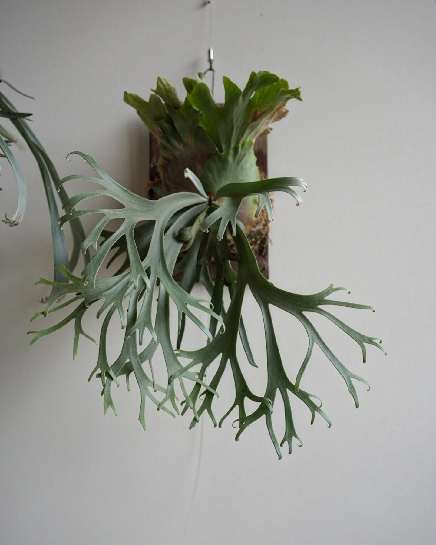 P.willinckii blue queen 最近登場回数が極端に多いブルークイーン。 好きだから