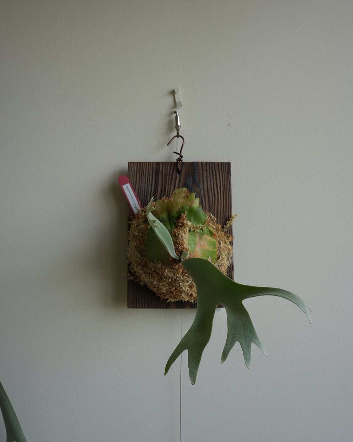 P.willinckii cv 4queen sporeling