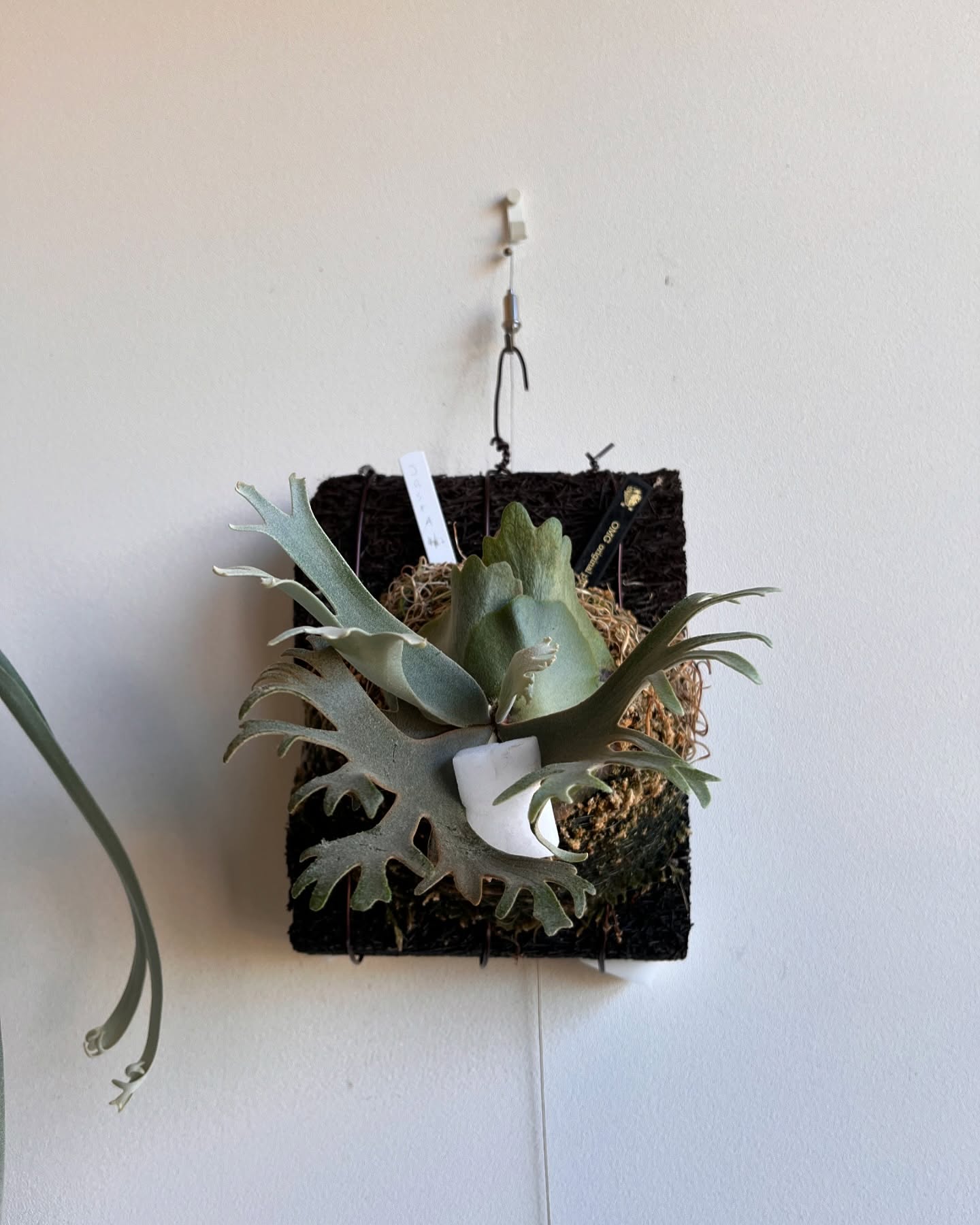 Platycerium willinckii OMG ドワーフは素晴らしい。 しかし同じくらい素晴ら