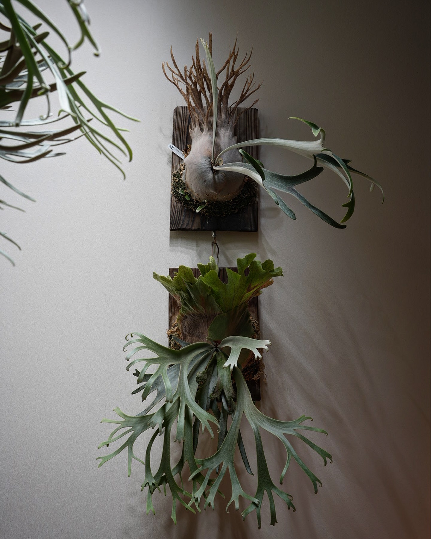 P.veitchii auburn river 胞子培養株 P.willinckii blue qu